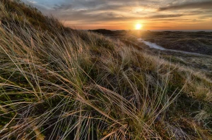 Antyoksydanty w kosmetykach przeciwzmarszczkowych: witamina C, E i resweratrol